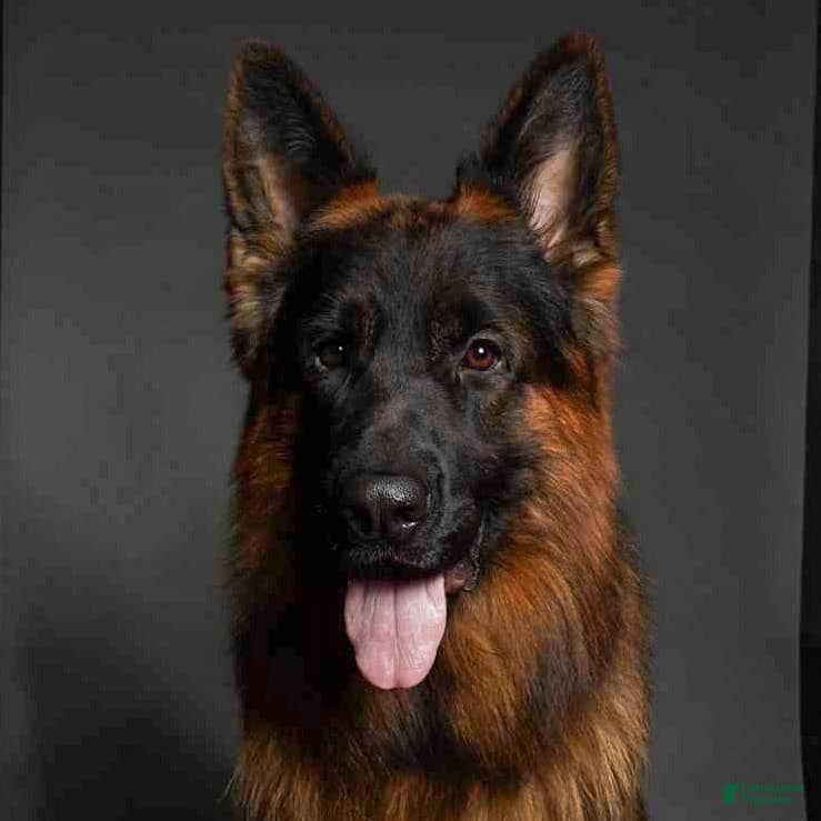 German Shepherd dogs German Shepherd 4 - Ad 39