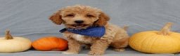 Mini Goldendoodle dogs for sale: Odie - Ad 8