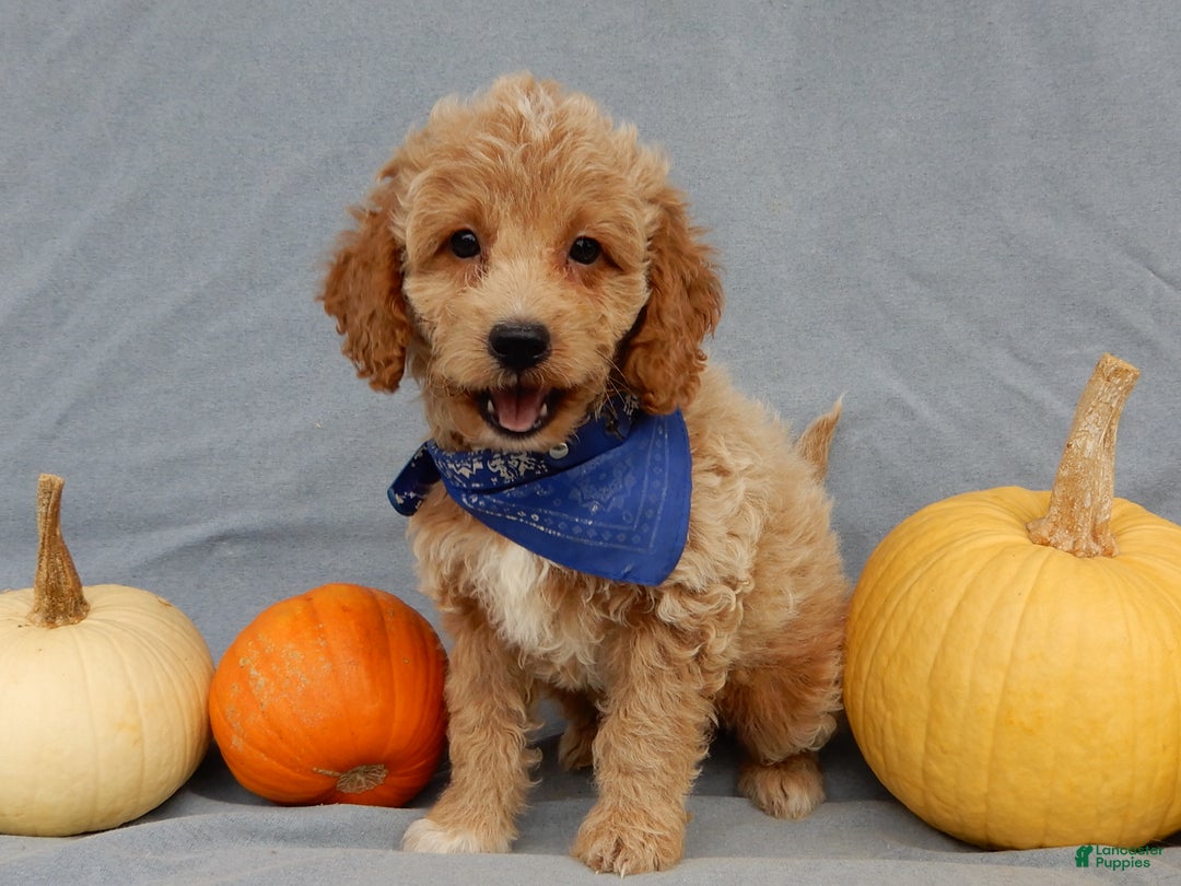 Mini Goldendoodle dogs for sale: Odie - Ad 8