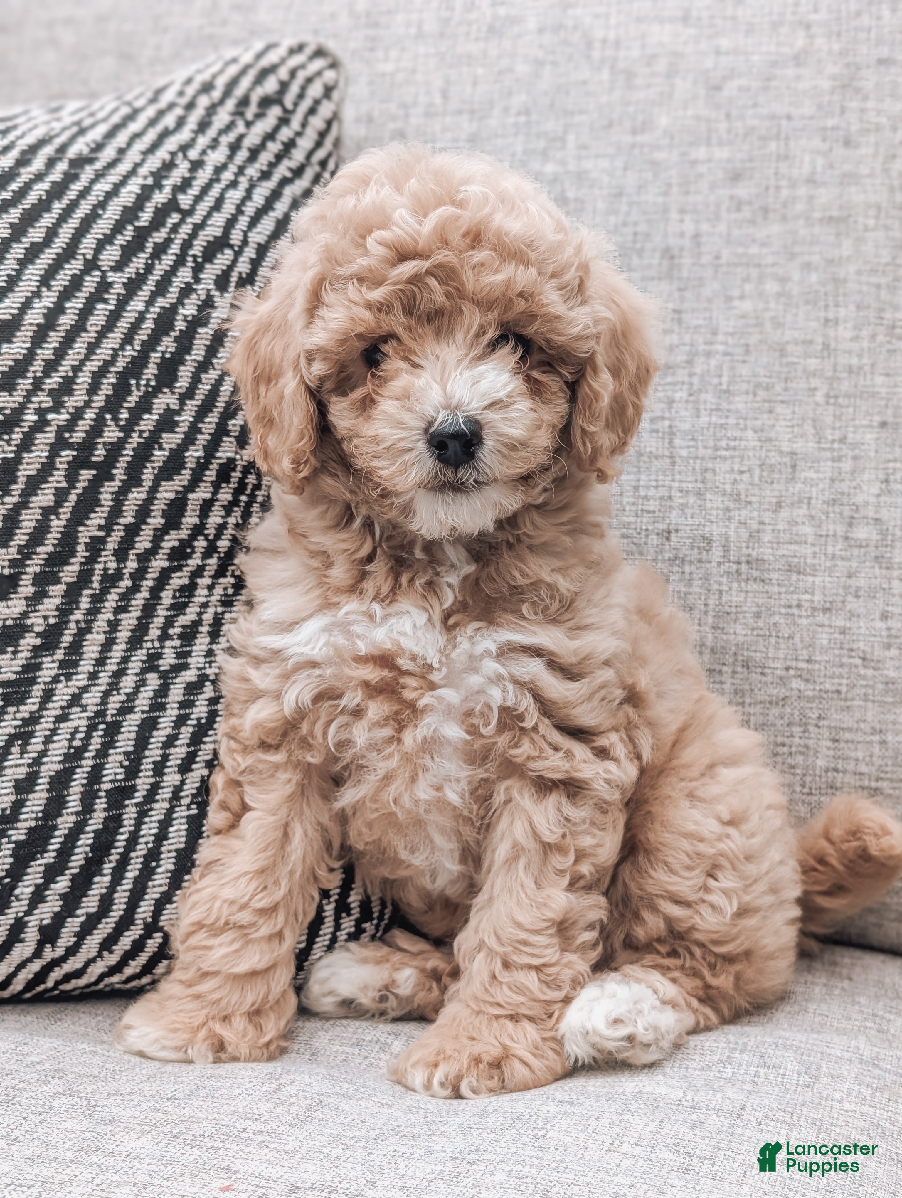 Bichpoo dogs Tucker - Ad 1