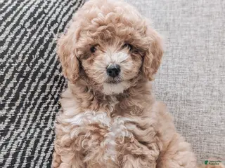 Bichpoo dogs for sale: Tucker - Ad 3