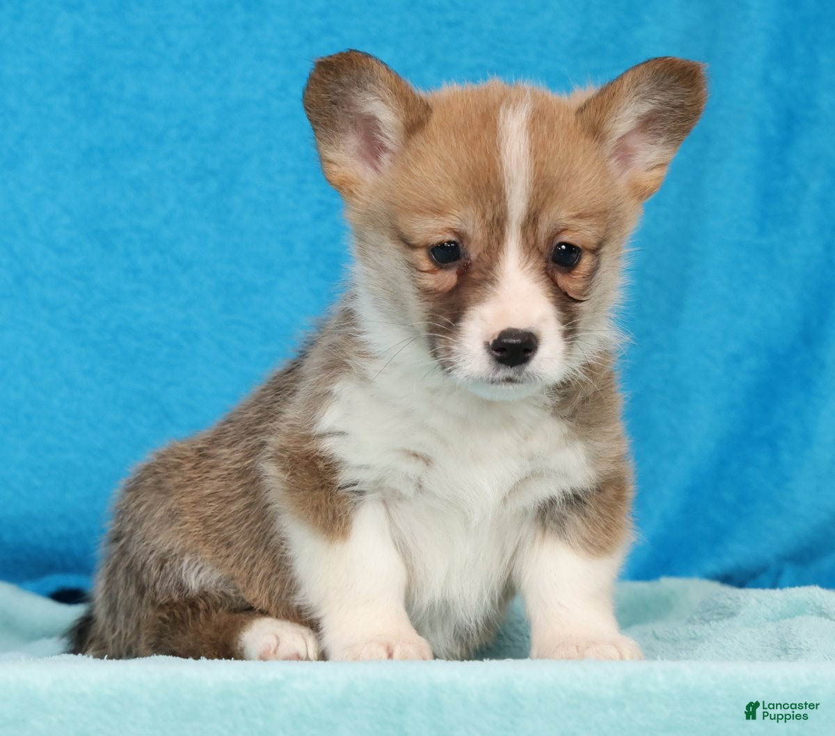 Welsh Corgi Pembroke dogs Max - Ad 1