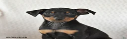 Miniature Pinscher dogs for sale: Tucker - Ad 3