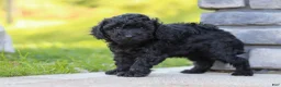 Miniature Poodle dogs for sale: Luca - Ad 5