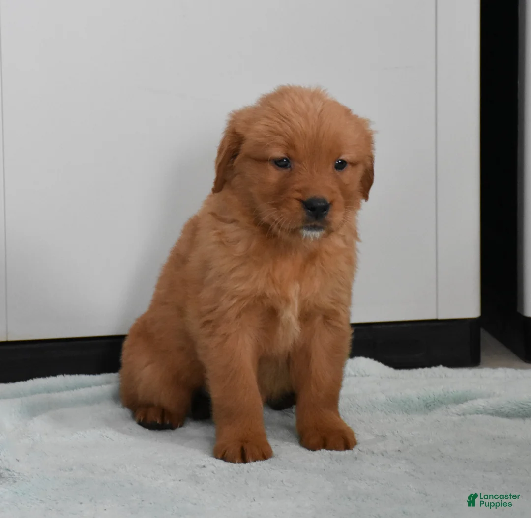 Golden Retriever dogs for sale: Sydney   Genetic/OFA - Ad 11