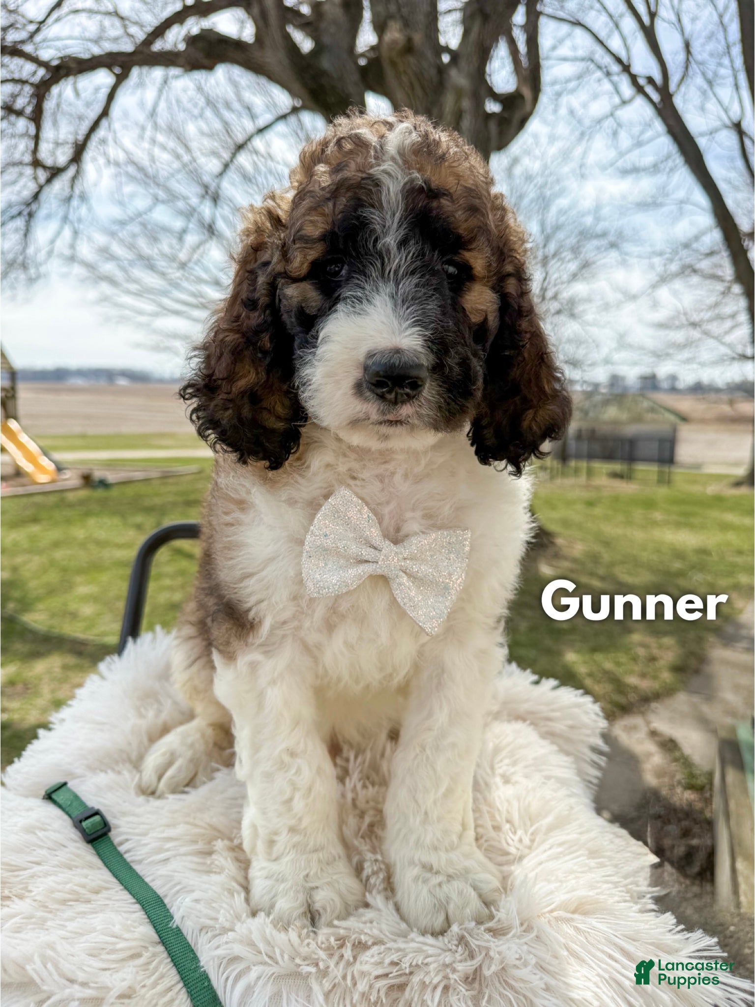 Saint Berdoodles dogs Gunner - Ad 1
