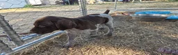 German Shorthaired Pointer dogs for sale: Rory - Ad 5