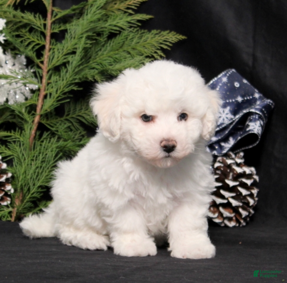 Bichon Frise dogs Wilma - Ad 1