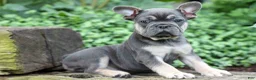 French Bulldog dogs for sale: Edison - Ad 16