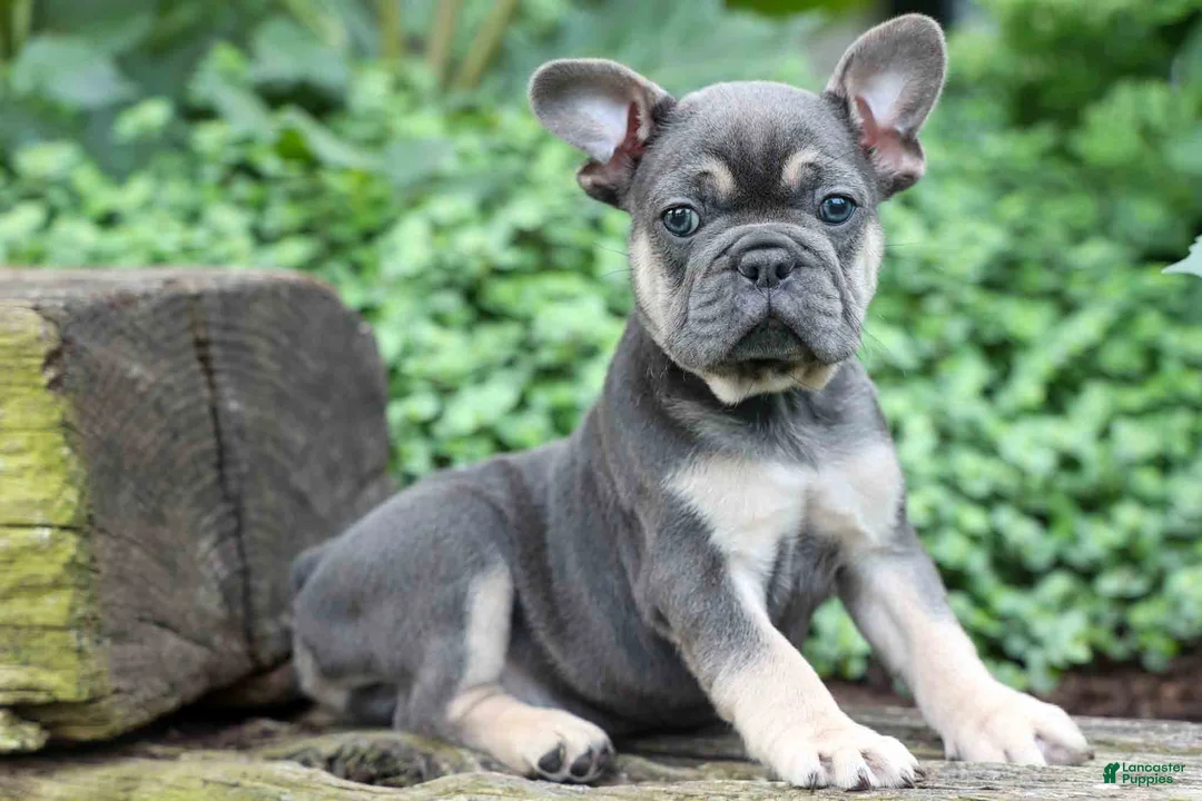 French Bulldog dogs for sale: Edison - Ad 16