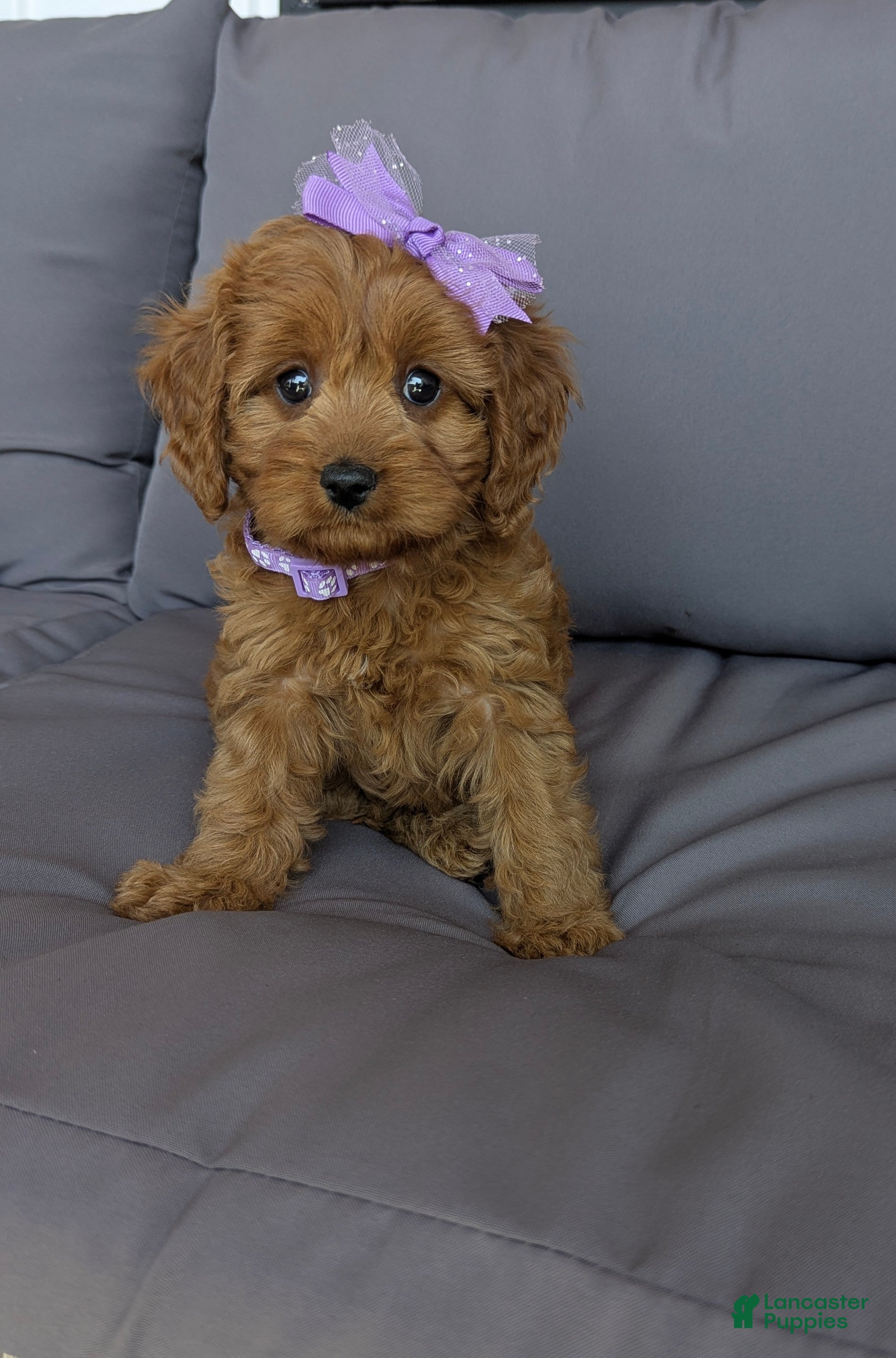 Cavapoo dogs Willow  - Ad 1