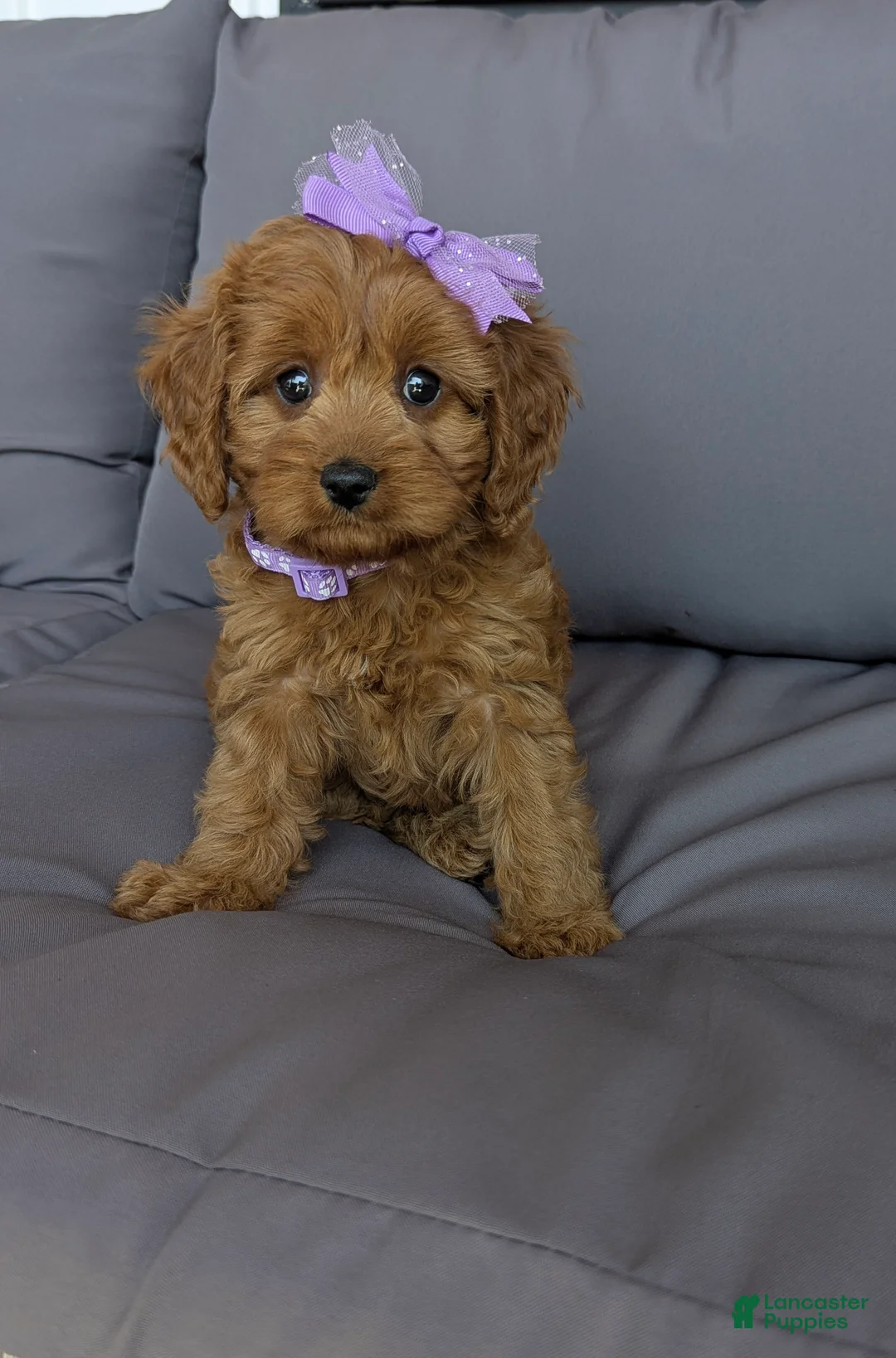 Cavapoo dogs for sale: Willow  - Ad 1