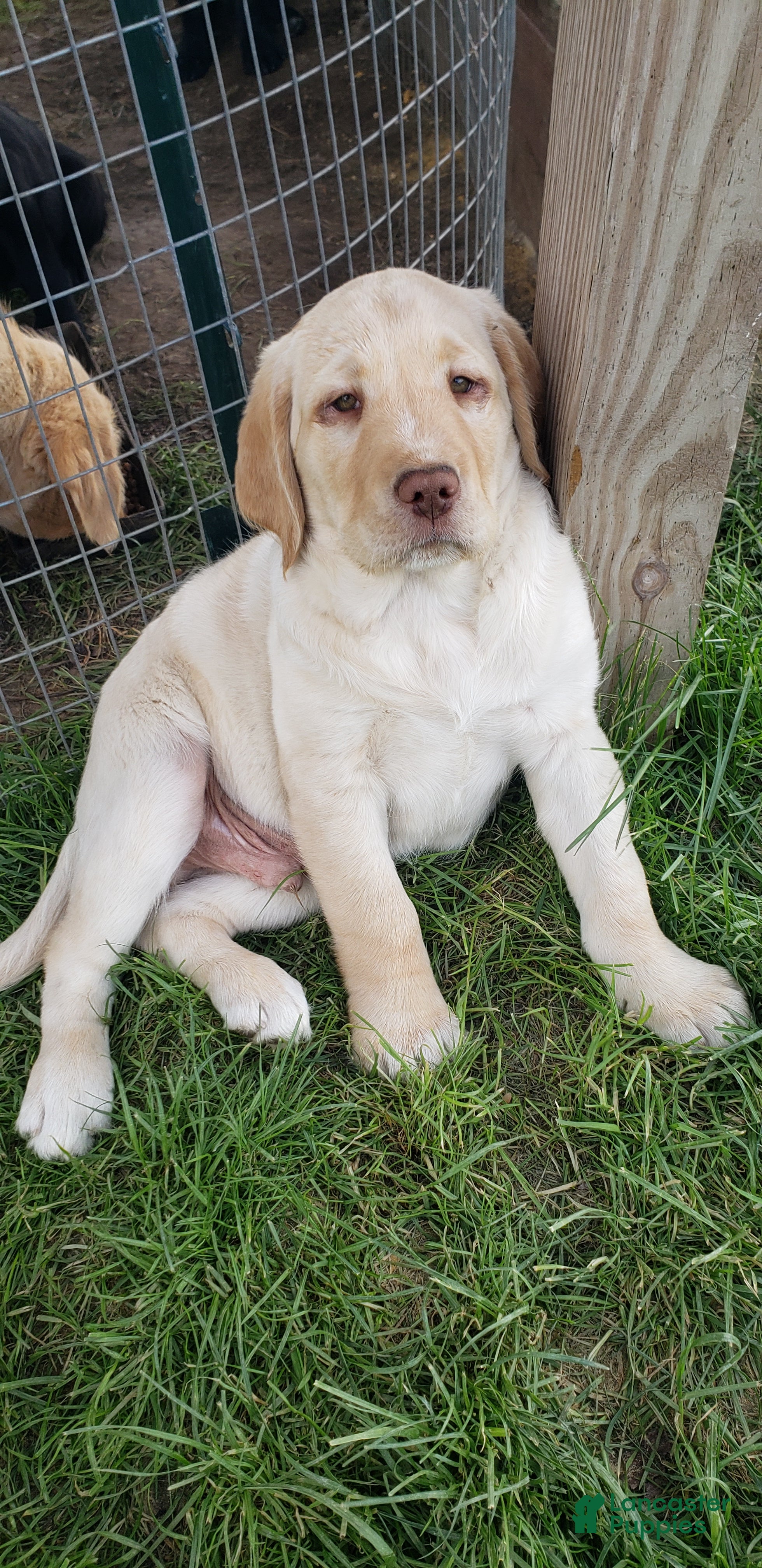 Labradoodle dogs Lowell - Ad 26