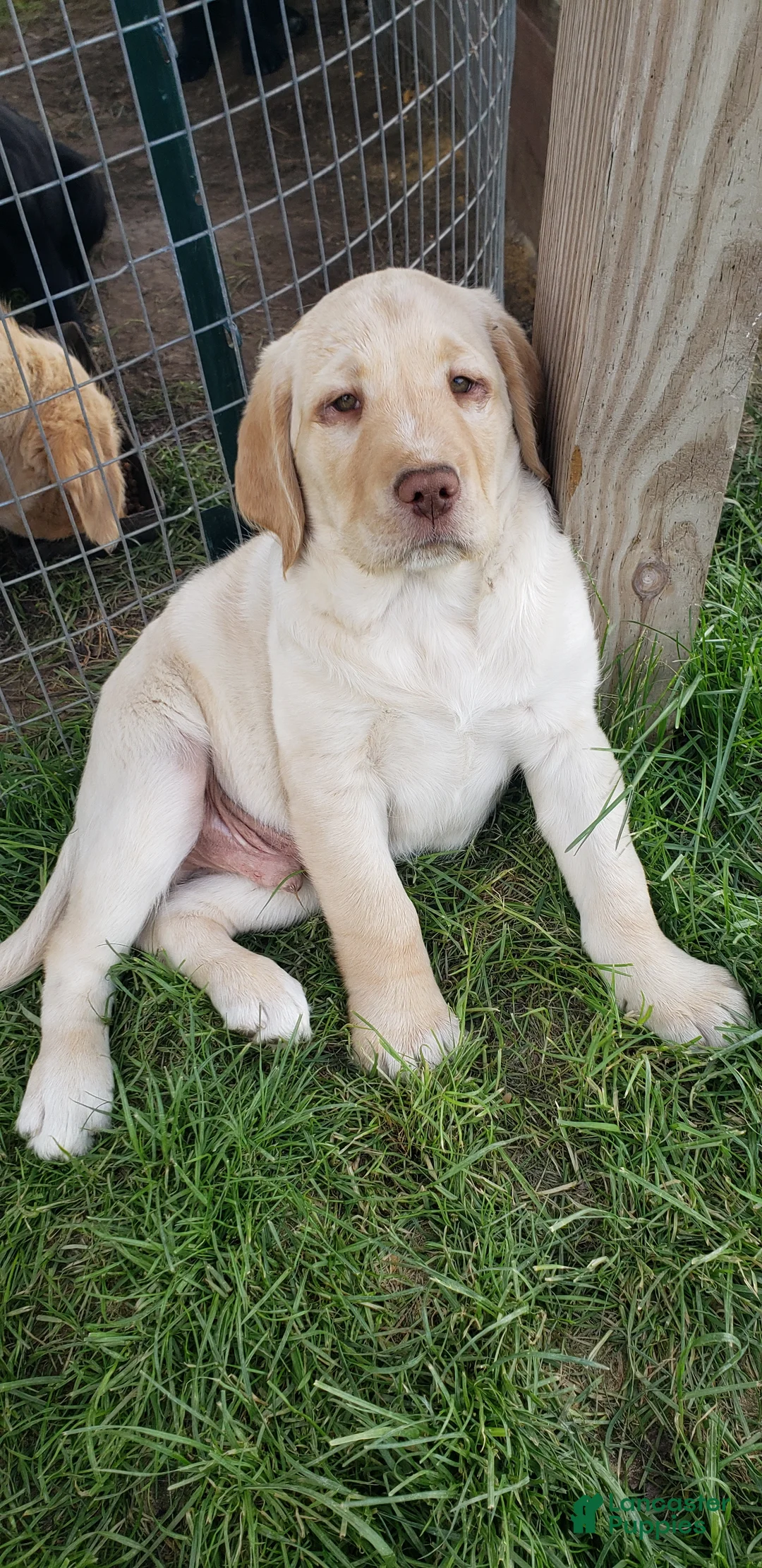 Labradoodle dogs for sale: Lowell - Ad 1