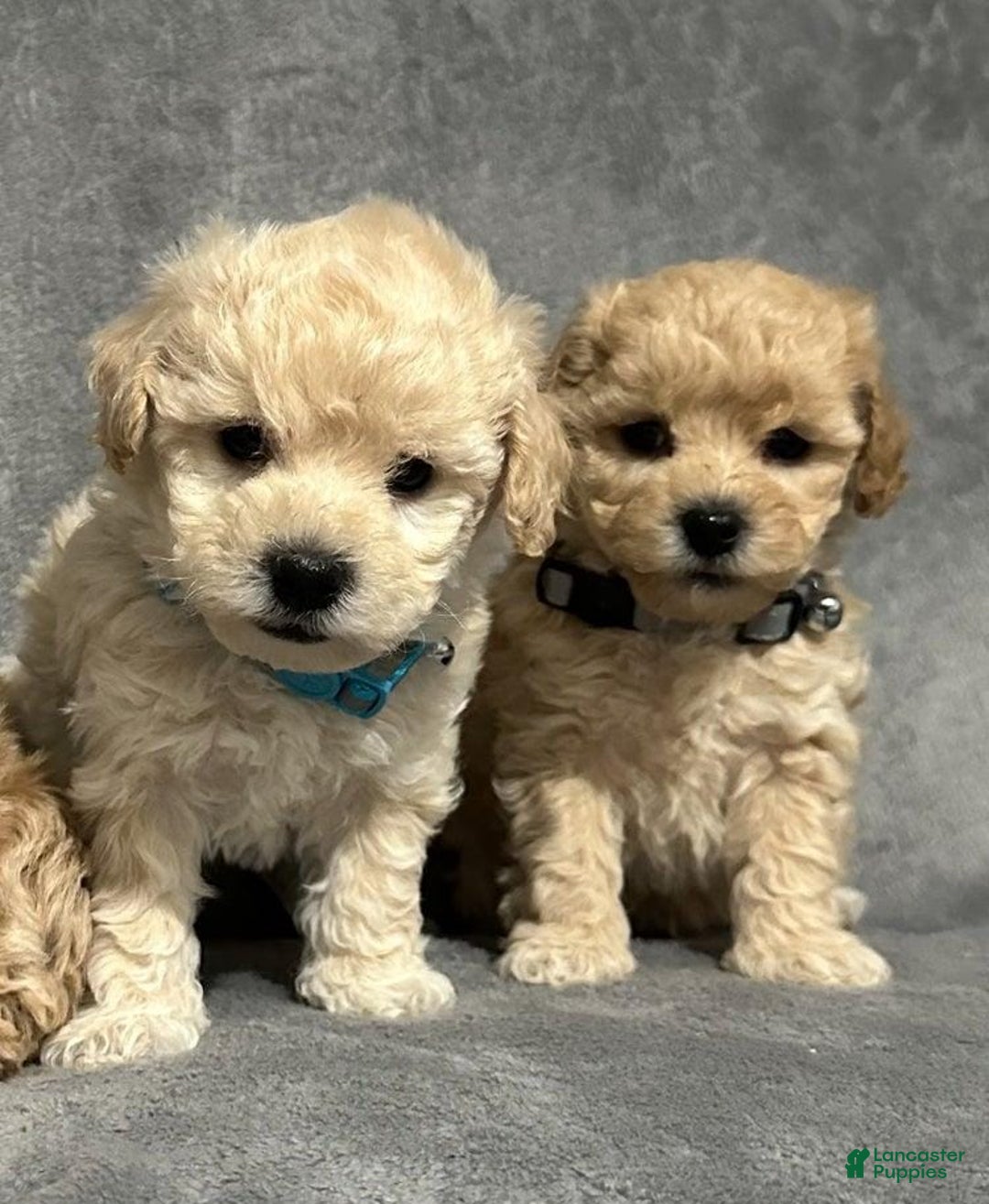 Maltipoo dogs for sale: Sam - Ad 10
