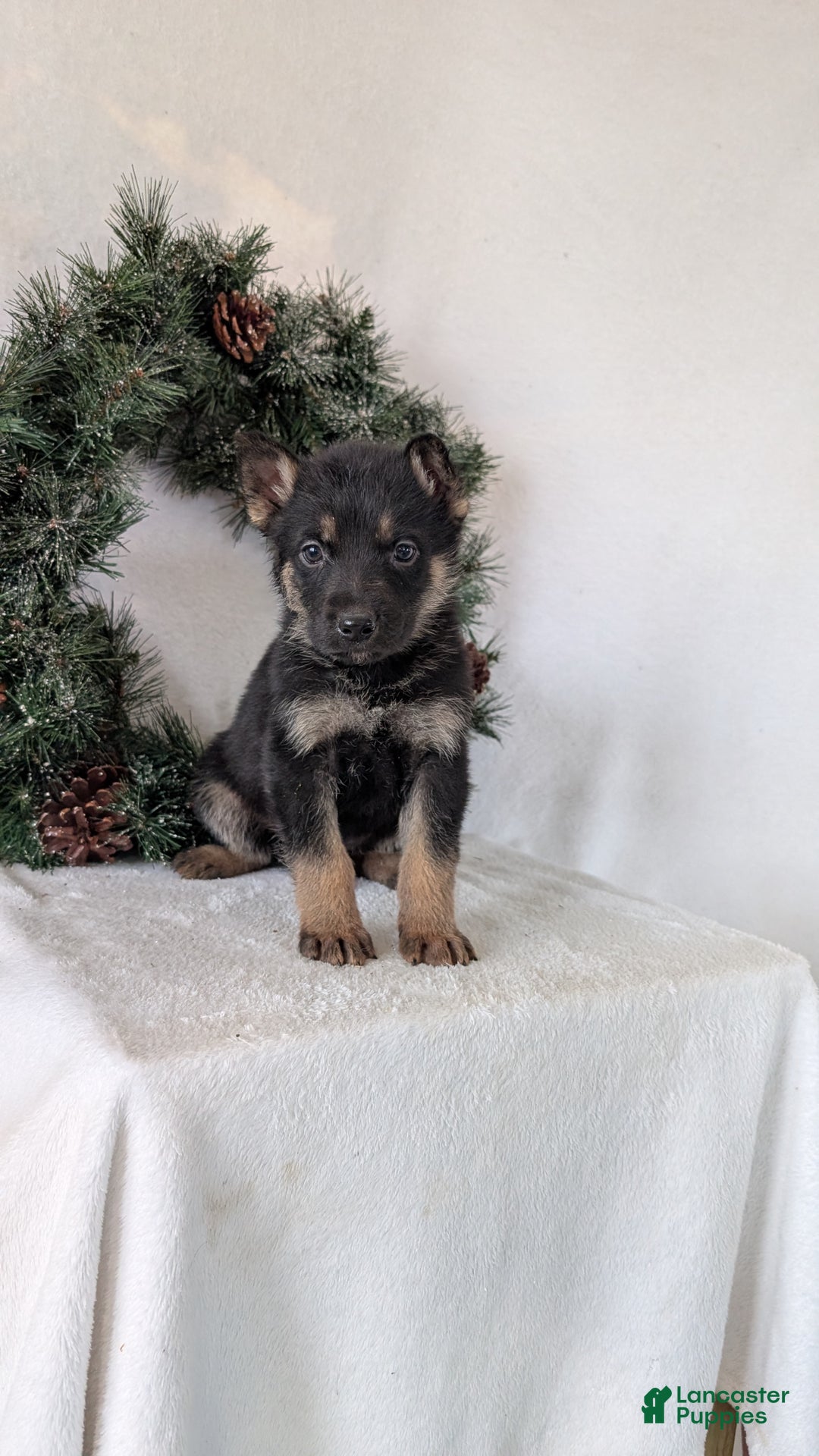 German Shepherd dogs for sale: Jordan  - Ad 6