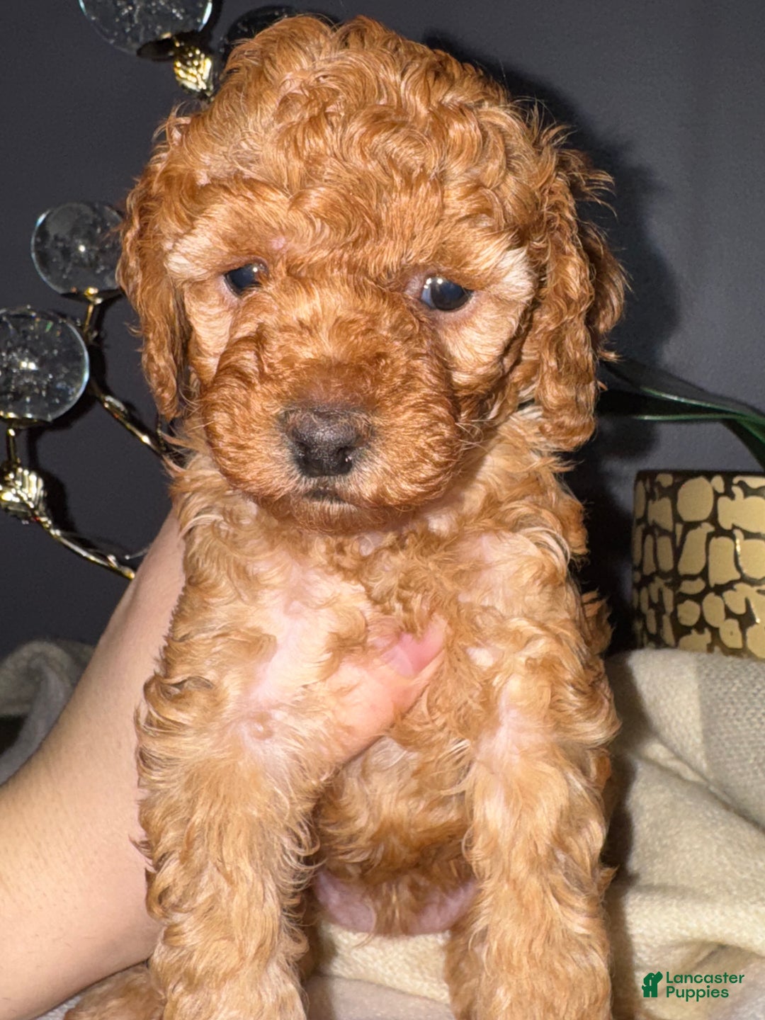 Miniature Poodle dogs for sale: Miniature Poodle Milo - Ad 19