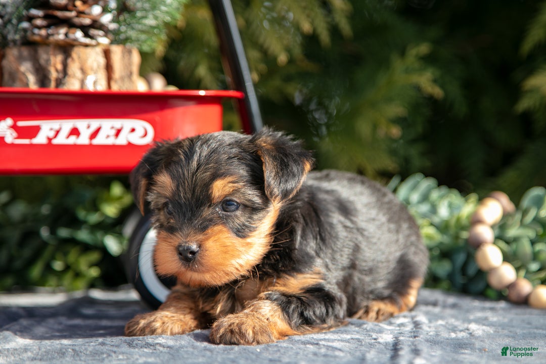 Yorkshire Terrier dogs for sale: Axel - Ad 3