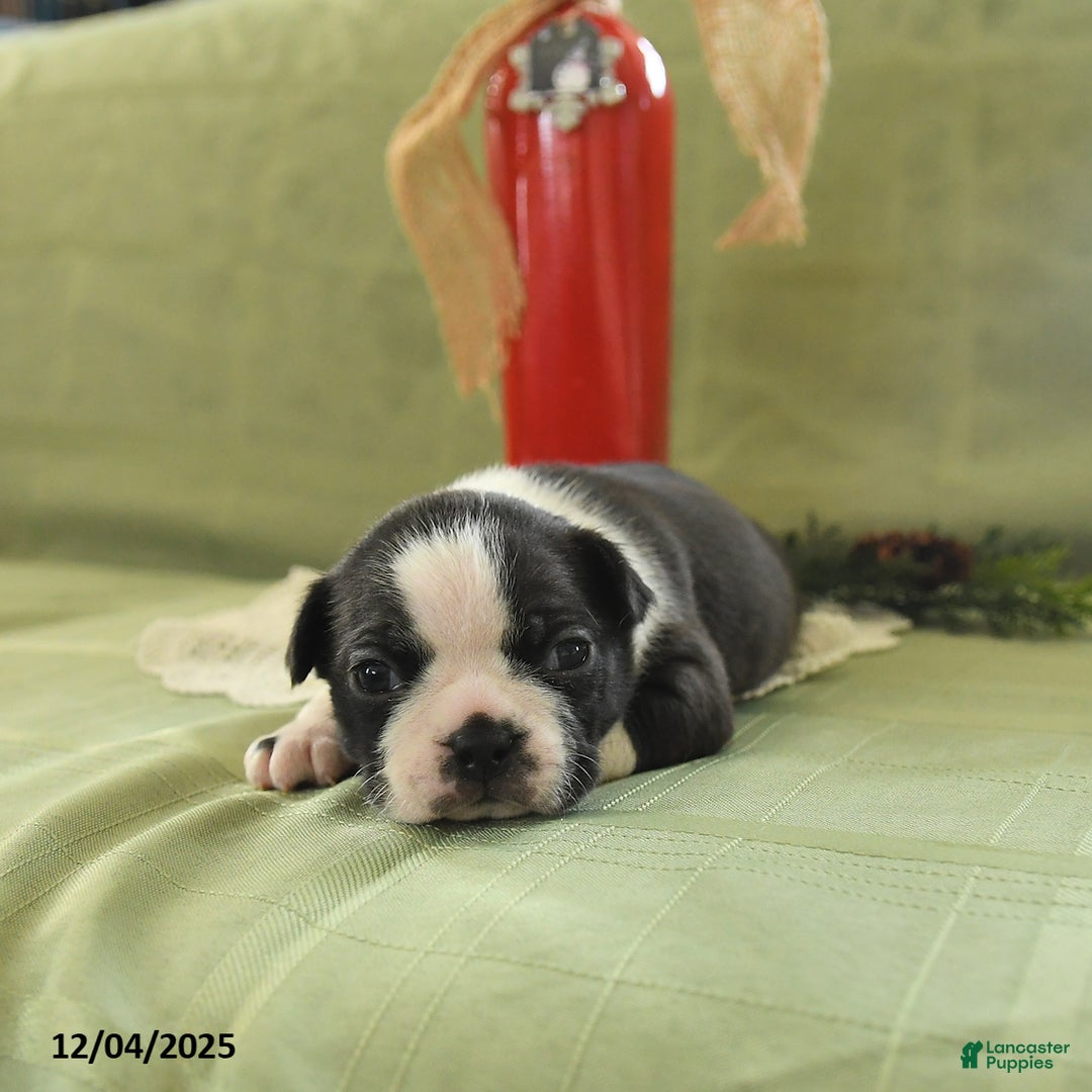 Boston Terrier dogs for sale: Dancer - Ad 1