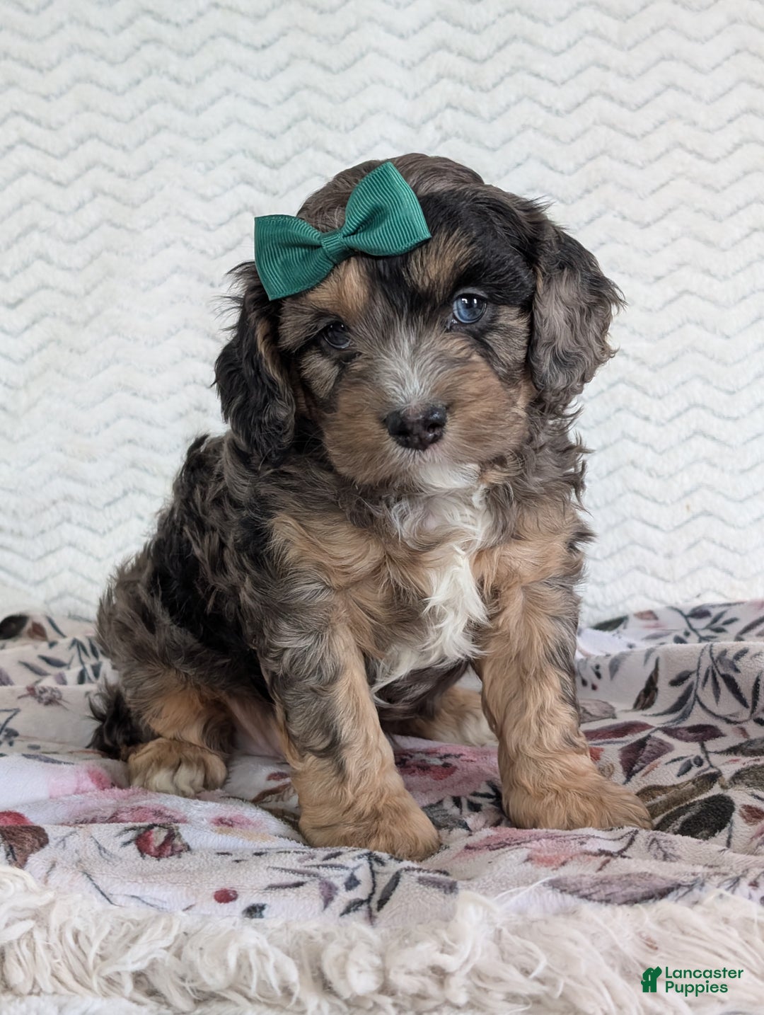 Cavapoo dogs for sale: Charlie  - Ad 32