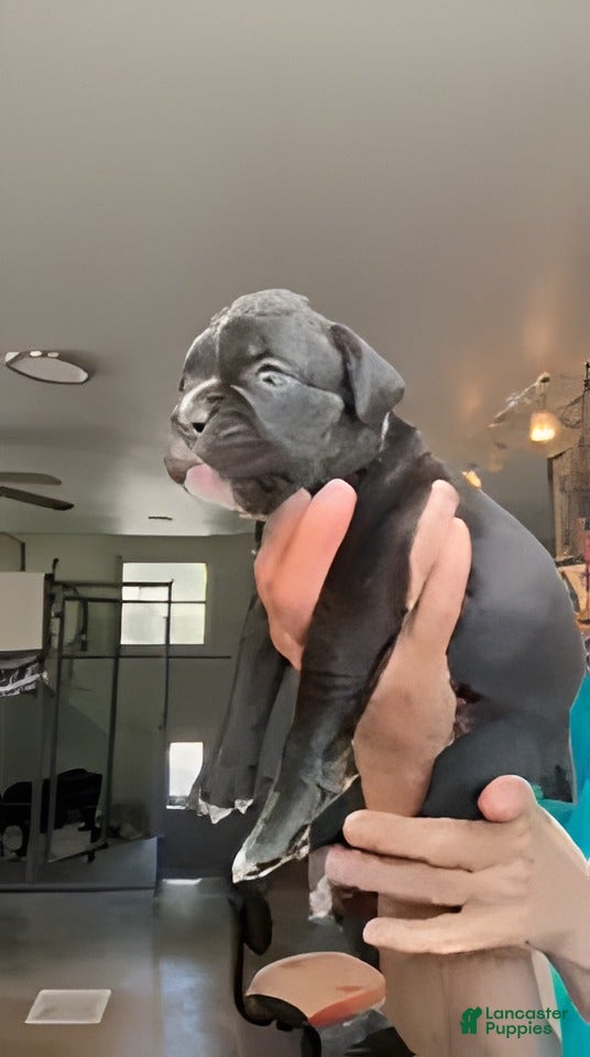 Boxer dogs Amelia AKC Seal Brindle Boxer - Ad 2