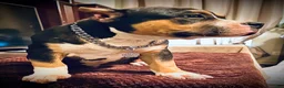 American Bully dogs for sale: American Bully Puppy 1 - Ad 28