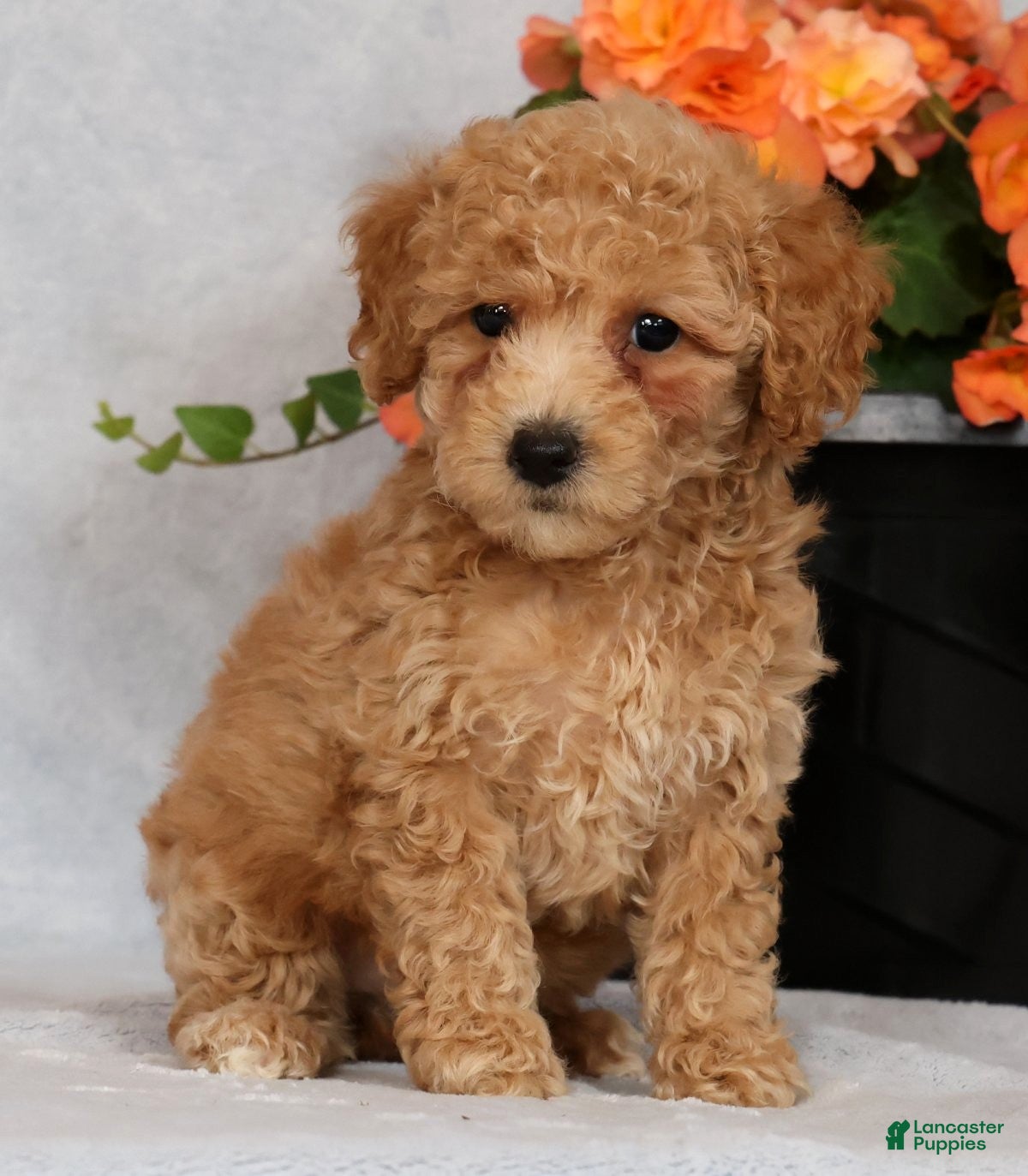 Bichpoo dogs Glory - Ad 2