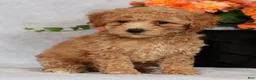 Bichpoo dogs for sale: Glory - Ad 2