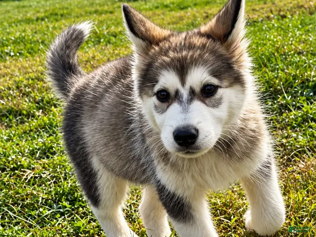 Alaskan Malamute dogs Cloud ☁️ - Ad 1