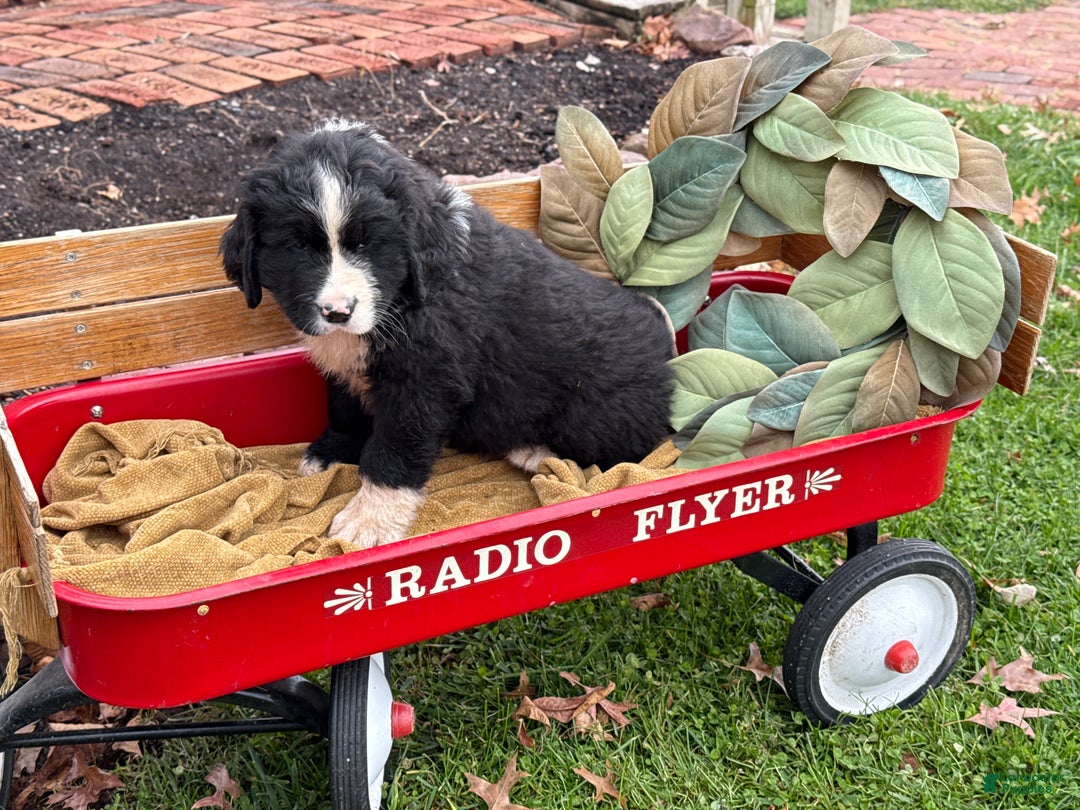 Mixed Breed dogs for sale: Wellington - Ad 10