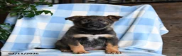 Mixed Breed dogs for sale: Bingo - Ad 1