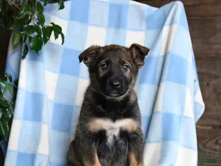 Mixed Breed dogs Bingo - Ad 35