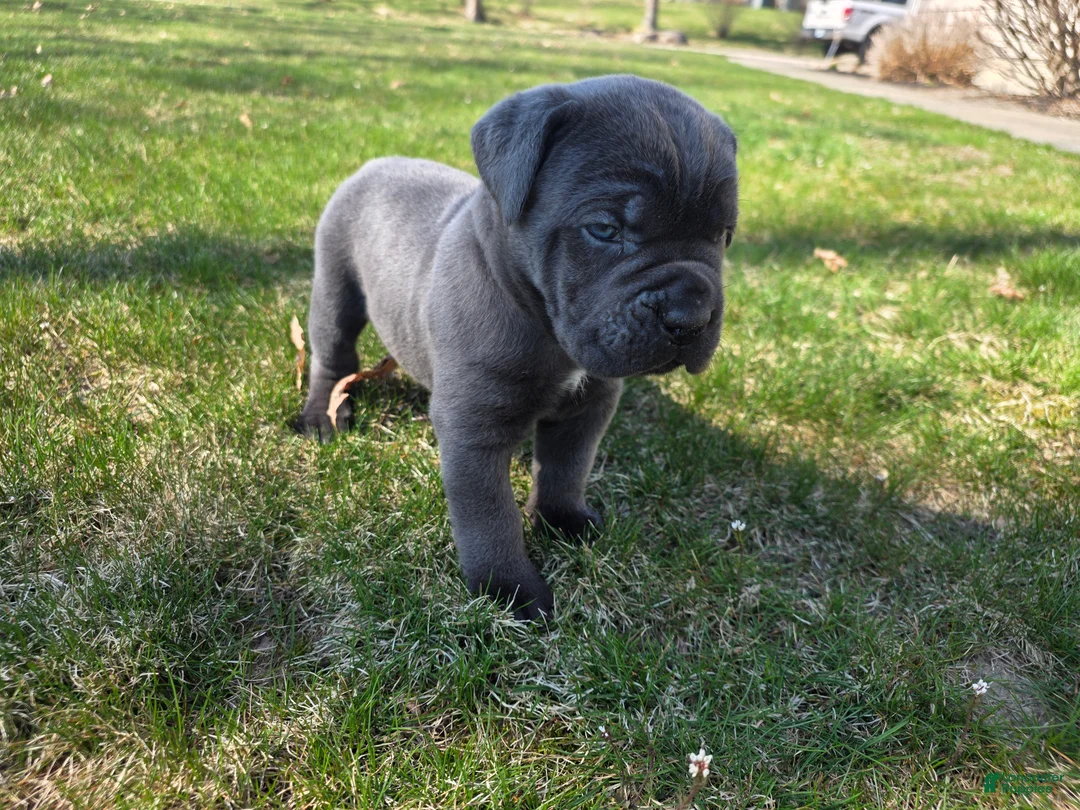 Cane Corso dogs for sale: Cane Corso Puppy 2 - Ad 1