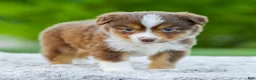 Miniature Australian Shepherd dogs for sale: Digger - Ad 6
