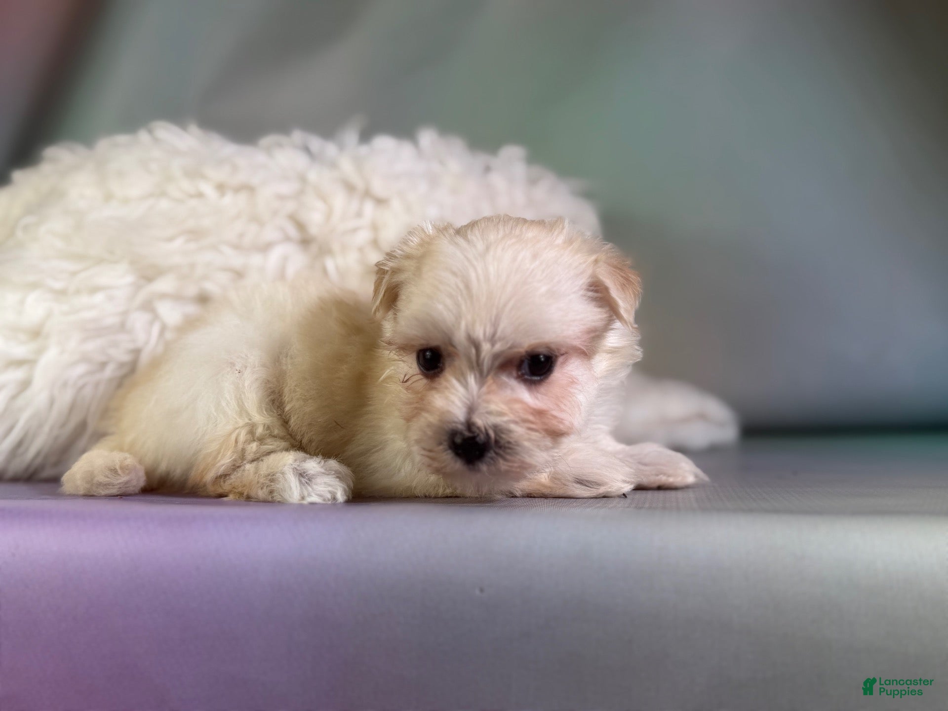 Morkie dogs Tessa  - Ad 2
