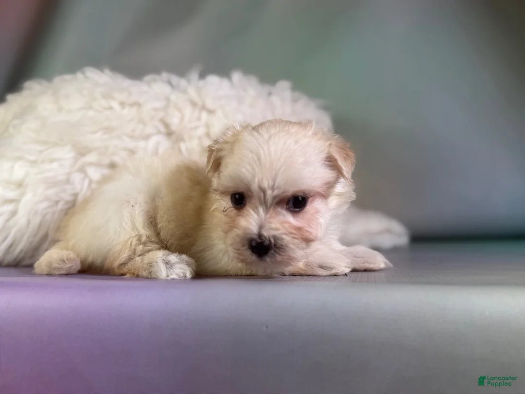 Morkie dogs for sale: Tessa  - Ad 2