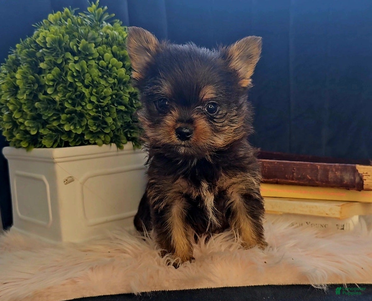 Mixed Breed dogs Logan - Ad 37