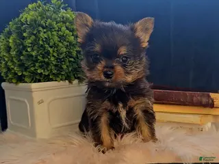 Mixed Breed dogs Logan - Ad 37