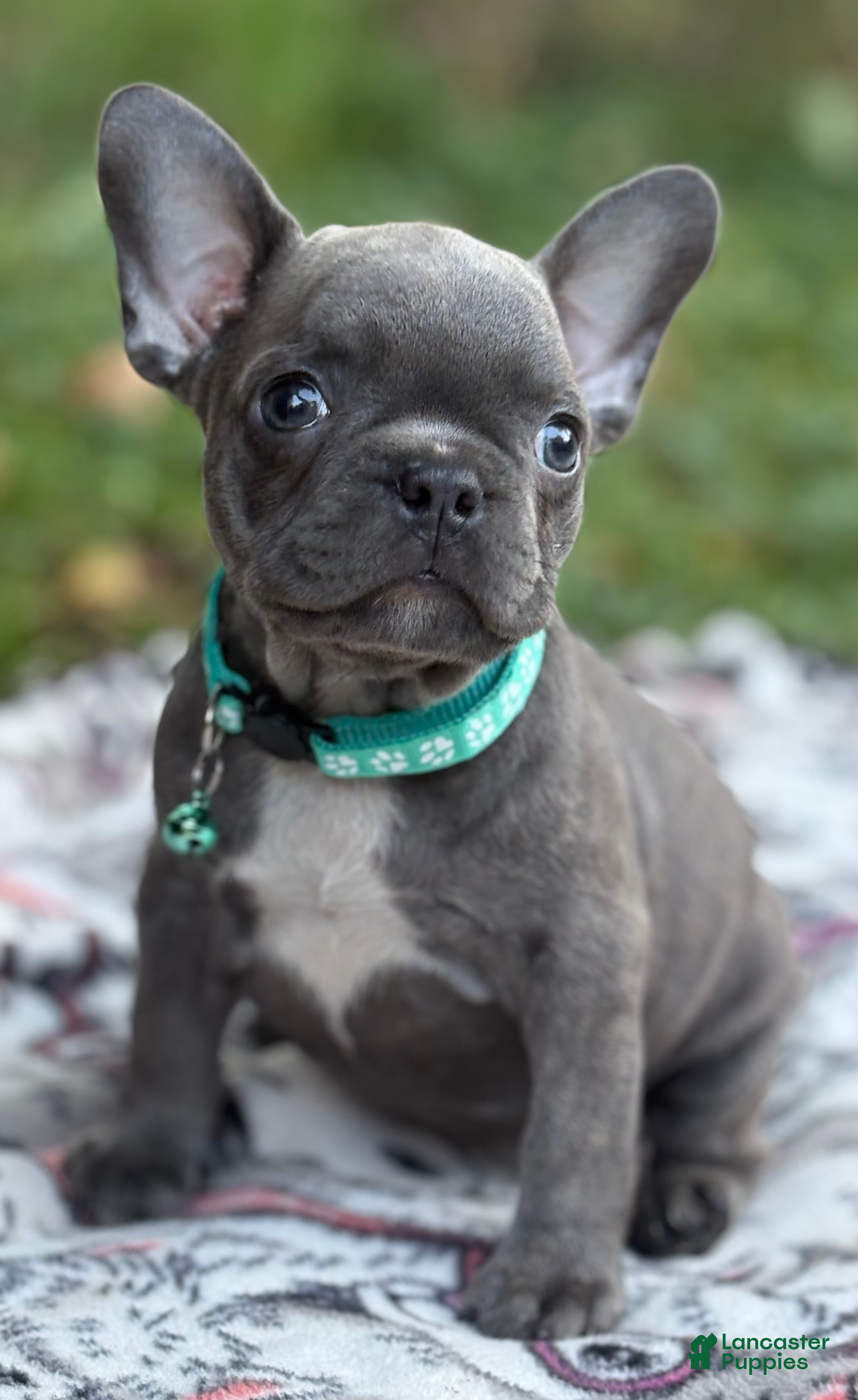French Bulldog dogs for sale: JET BLUE - Ad 3