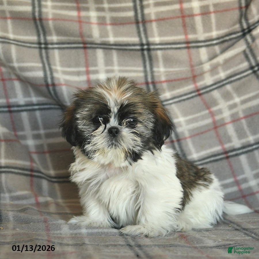 Shih Tzu dogs Moose Tracks - Ad 1