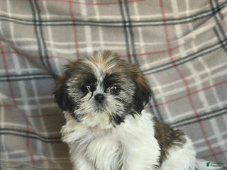 Shih Tzu dogs Moose Tracks - Ad 1