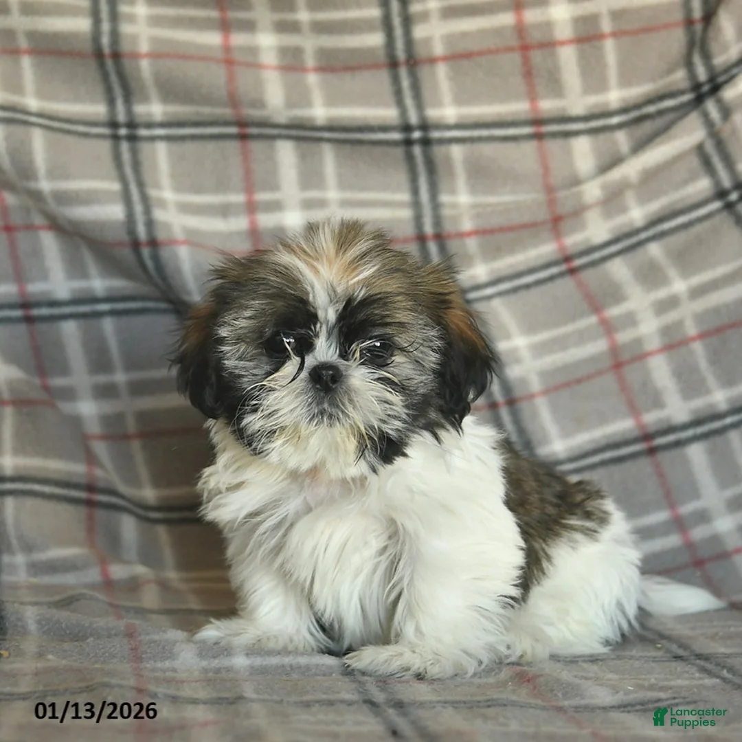 Shih Tzu dogs for sale: Moose Tracks - Ad 1