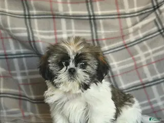 Shih Tzu dogs Moose Tracks - Ad 3