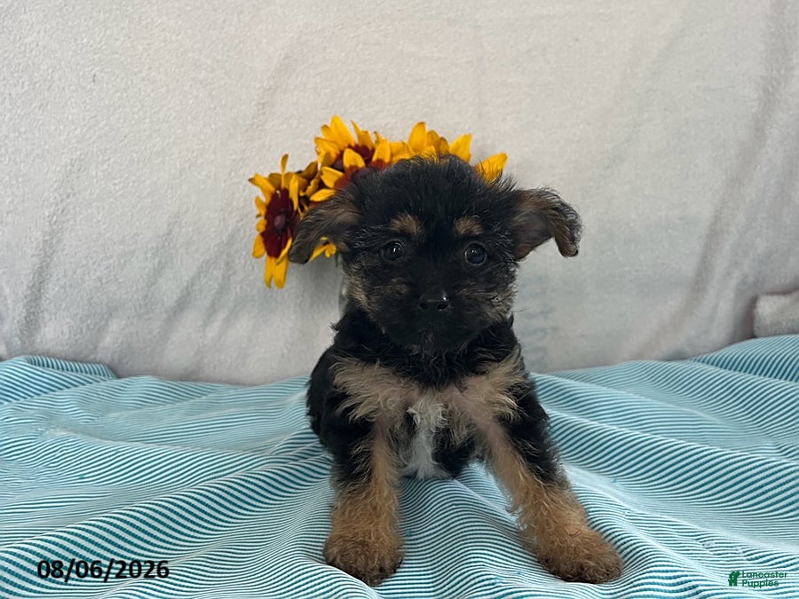 Yorkiepoo dogs Skylar - Ad 1