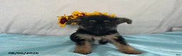 Yorkiepoo dogs for sale: Skylar - Ad 1