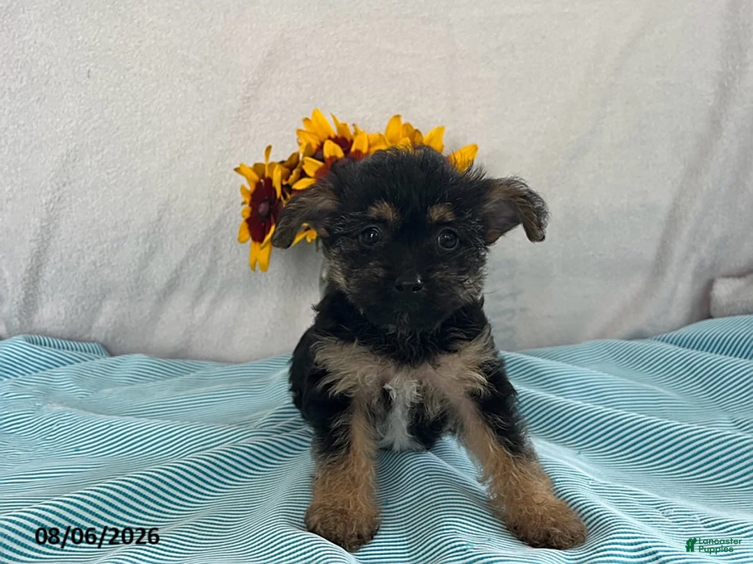 Yorkiepoo dogs for sale: Skylar - Ad 1