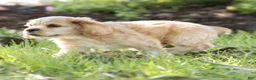 Cocker Spaniel dogs for sale: Buddy Cocker Spaniel  - Ad 5