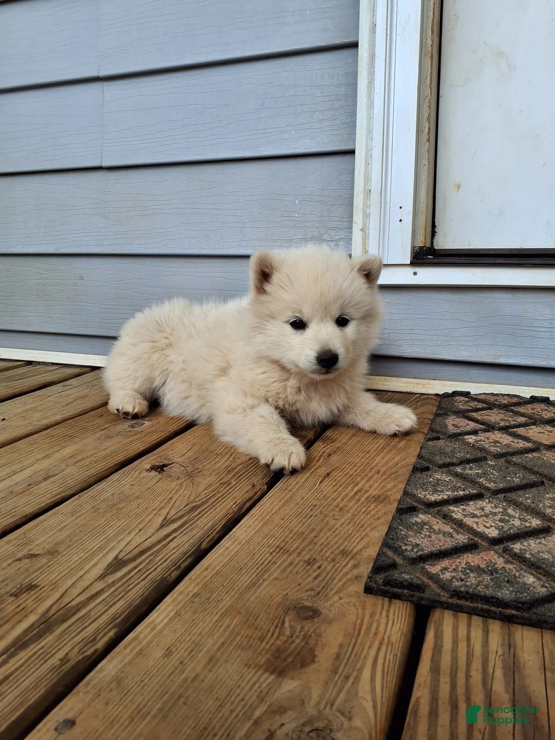 Pomsky dogs for sale: Derby - Ad 2