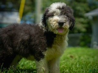 Old English Sheepdog dogs - Ad 1