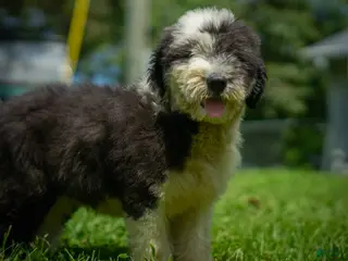 Old English Sheepdog dogs Flurry - Ad 13